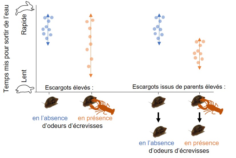 Effet de l'environnement sur al physe aig��e